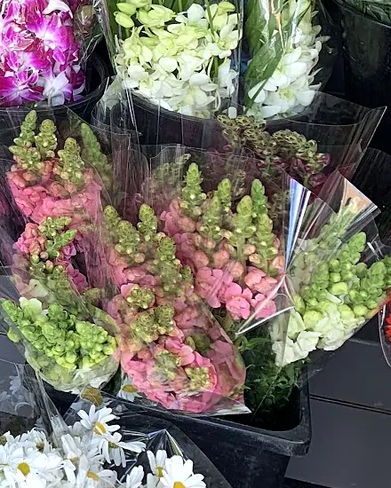 Pink and green snapdragon bunches