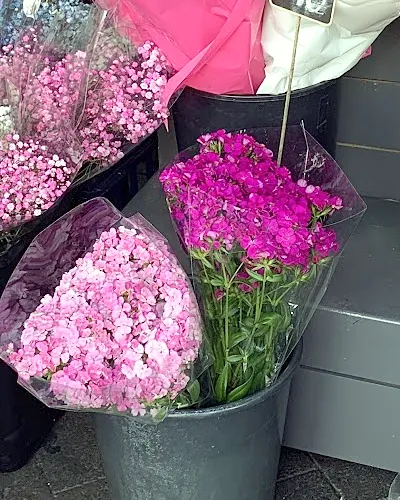 Pink and magenta sweet William bunches